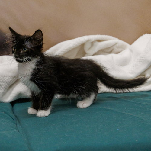 Moonpie