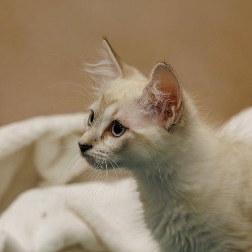 Sugar Puff, an adoptable Domestic Short Hair in St. Cloud, FL