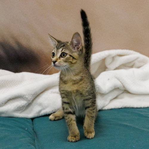 Tinker Tot photo 2