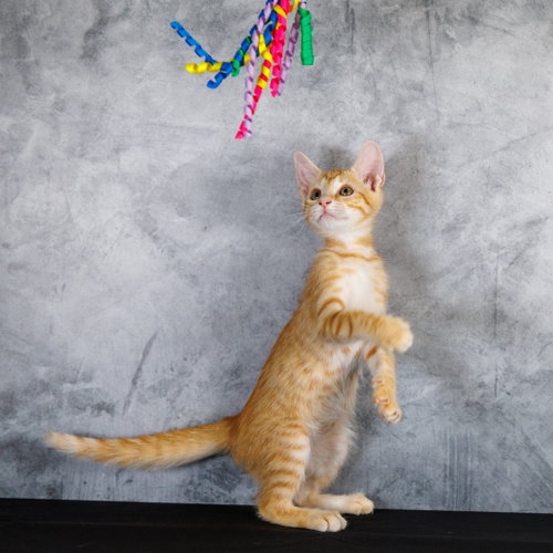 Cheeseball, an adoptable Tabby in St. Cloud, FL