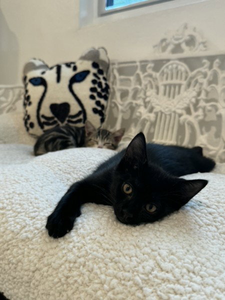 Binx photo 2