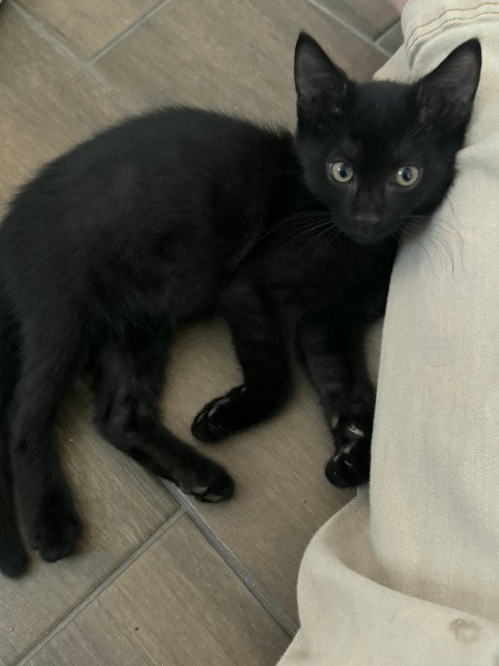 Binx, an adoptable Domestic Short Hair in St. Cloud, FL