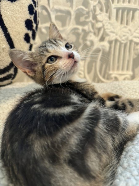 Munk, an adoptable Domestic Short Hair in St. Cloud, FL