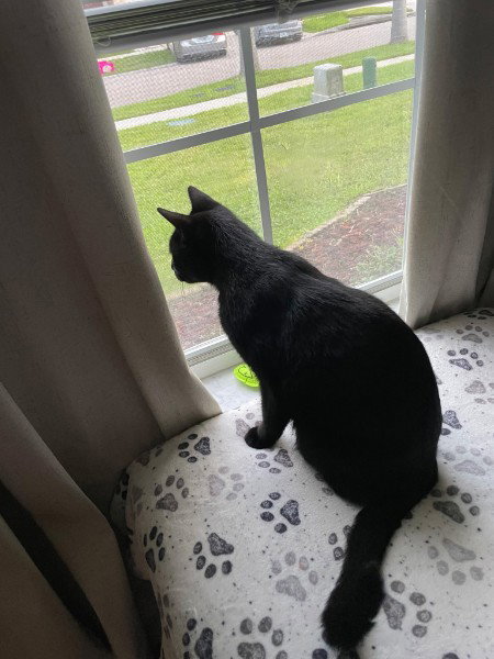 Edgar, an adoptable Domestic Short Hair in St. Cloud, FL