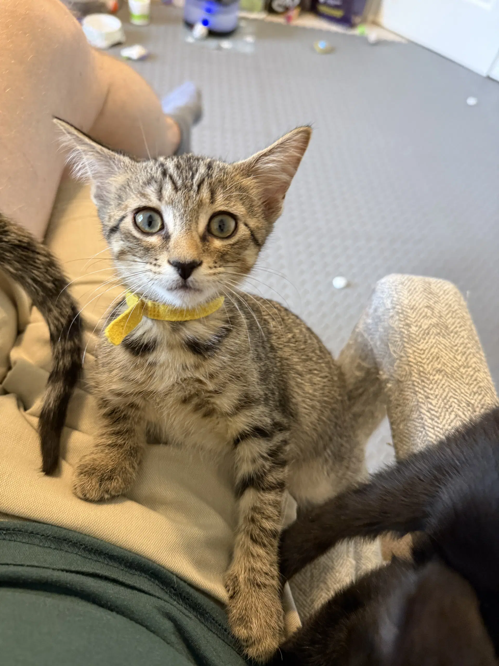Vision - Domestic Short Hair