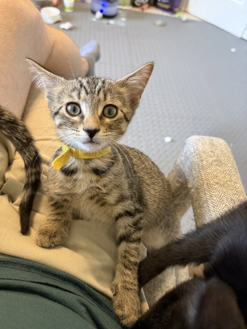 Vision, a cat for adoption from Spay The Strays, Inc.