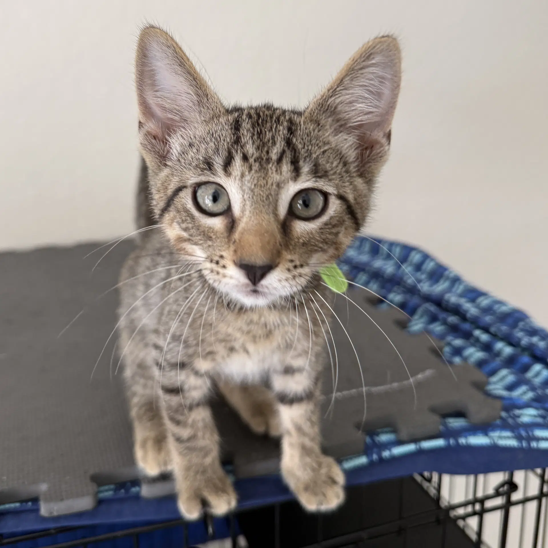 Banner - Domestic Short Hair