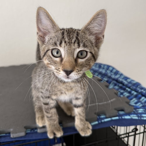 Banner, a cat for adoption from Spay The Strays, Inc.