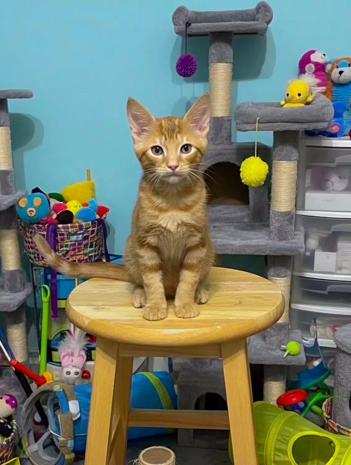 Tarzan - Domestic Short Hair