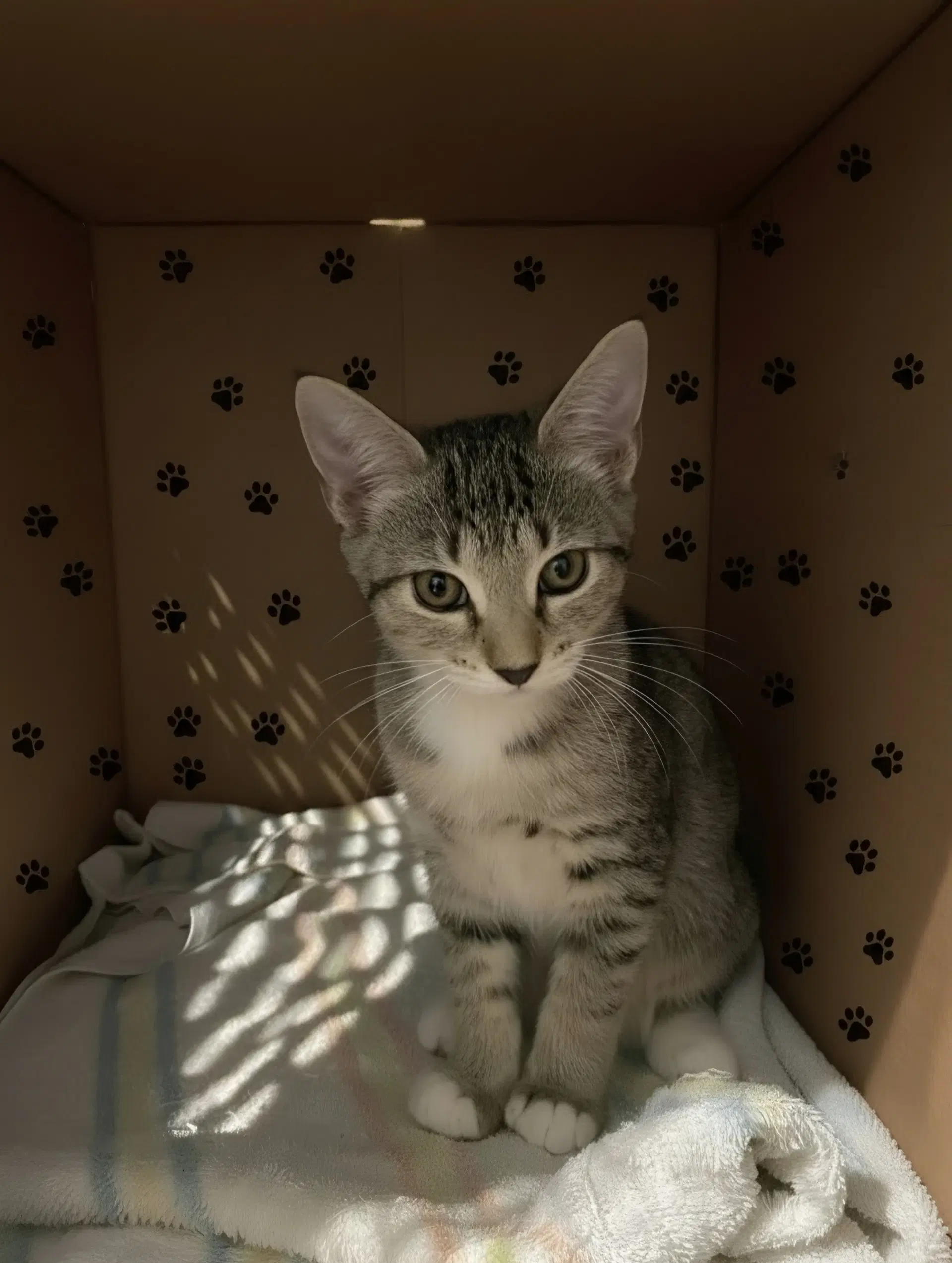 Dinky - Domestic Short Hair