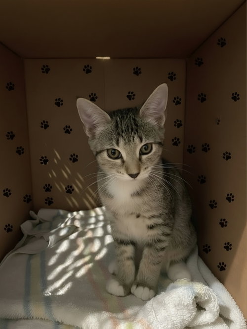 Dinky, a cat for adoption from Spay The Strays, Inc.