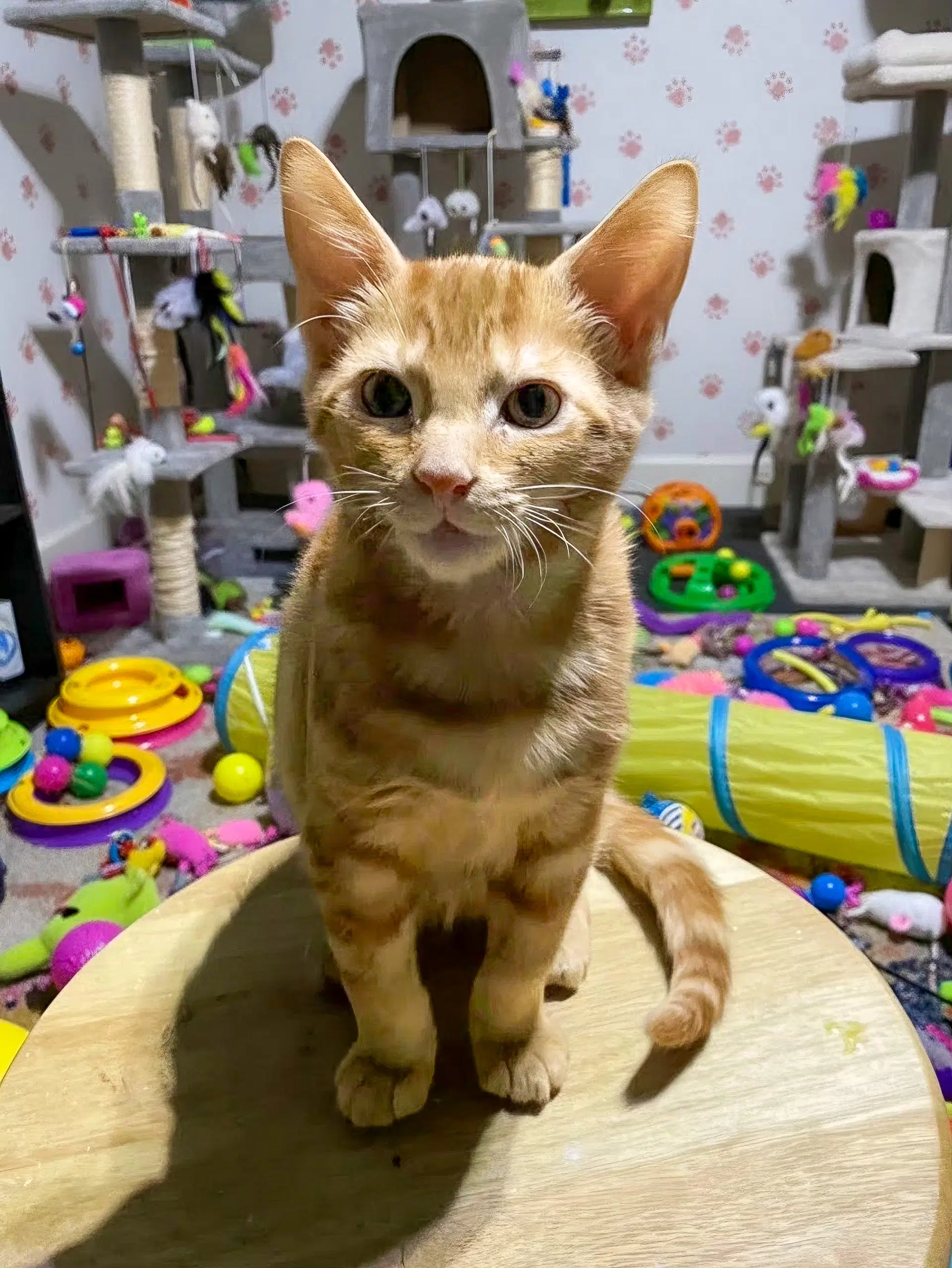 Cheetah - Domestic Short Hair