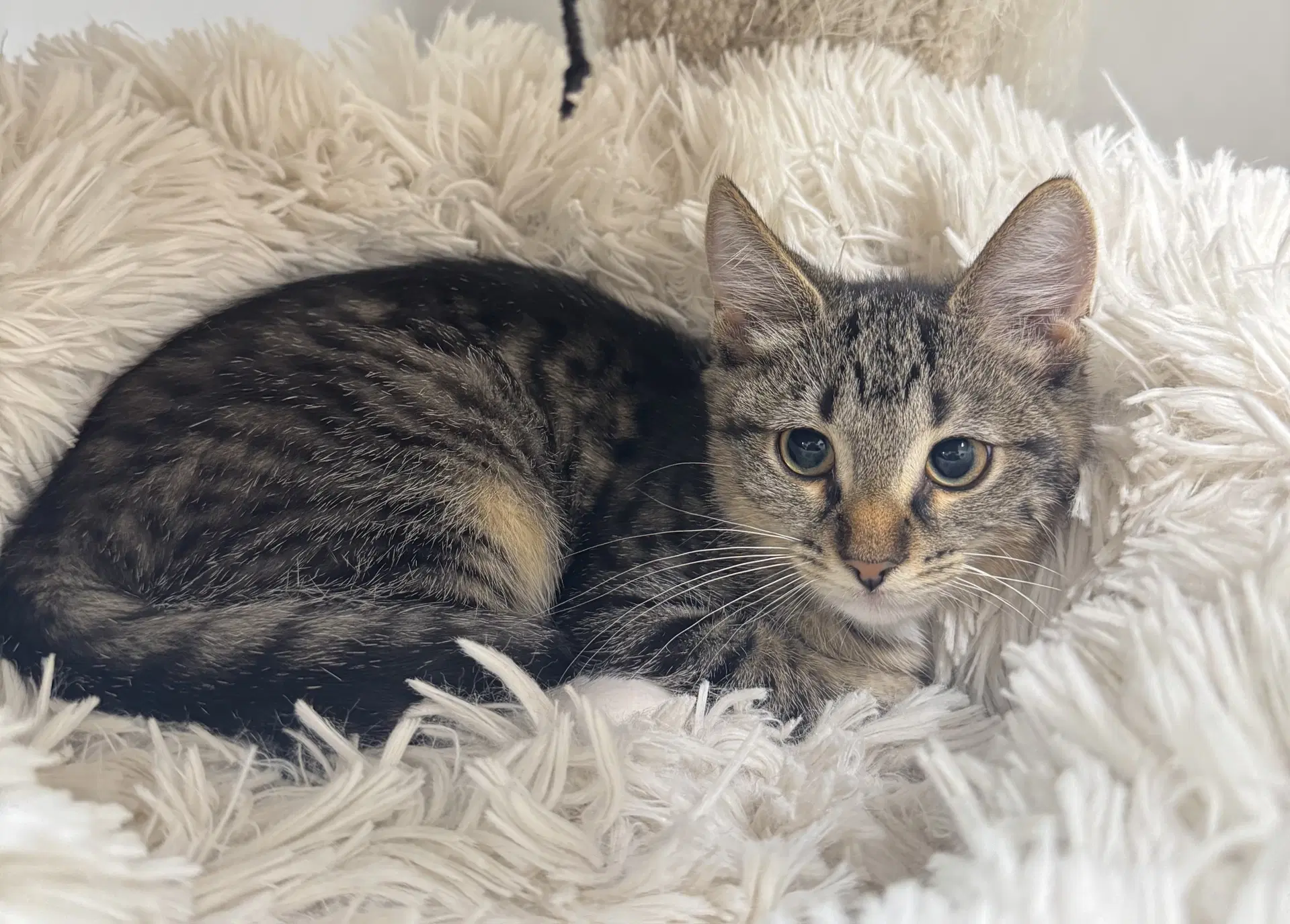 Feather - Domestic Short Hair