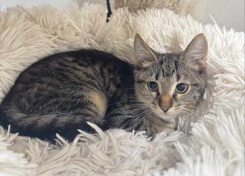 Feather, a cat for adoption from Spay The Strays, Inc.
