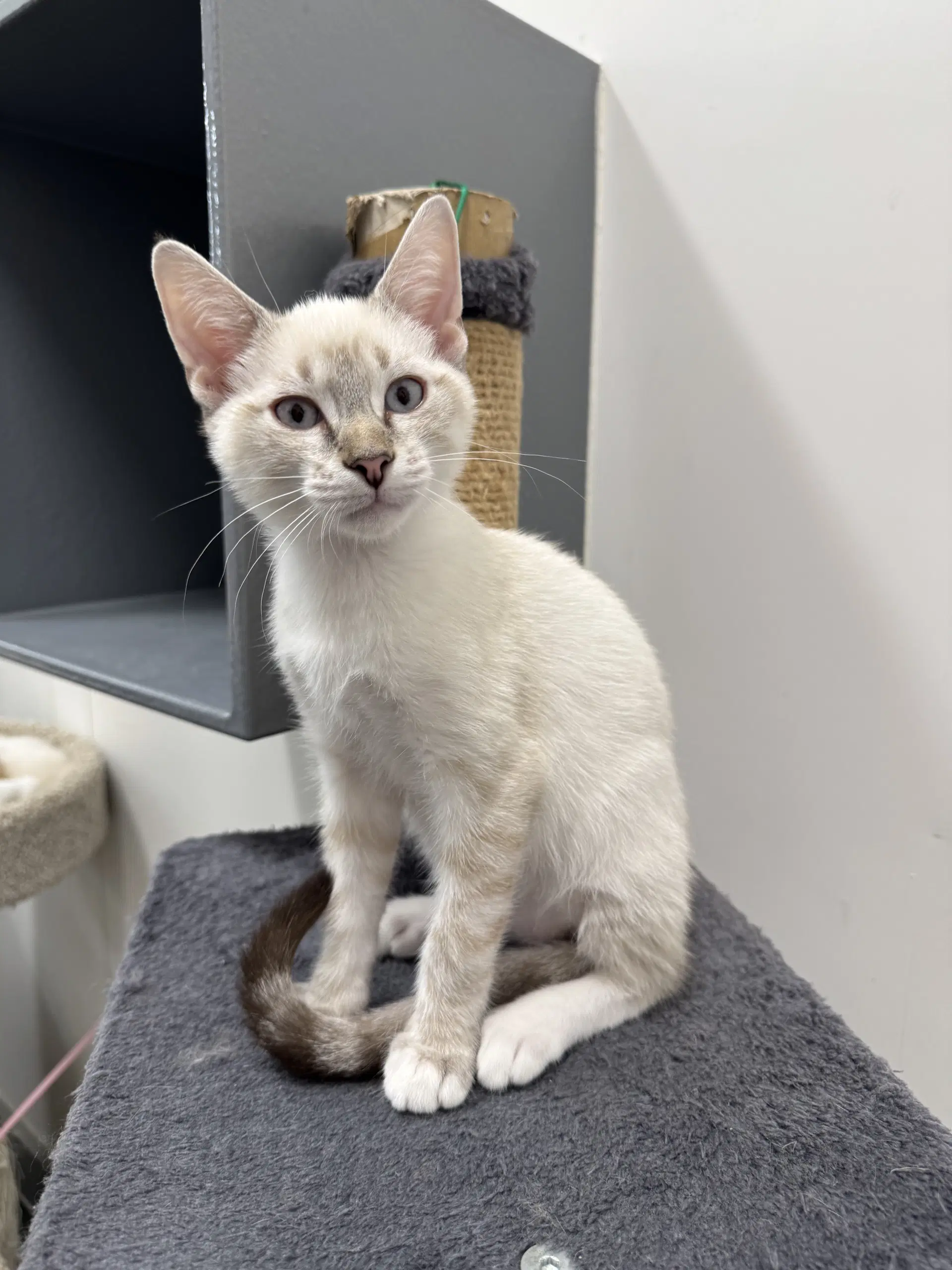 Felipe - Domestic Short Hair