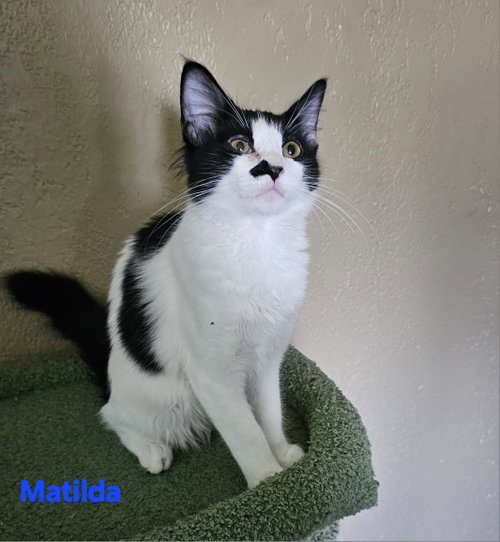 Photo 2 of Matilda