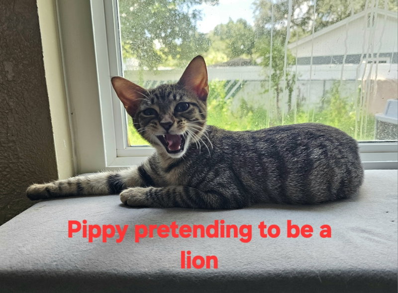 Pippy, photo 4