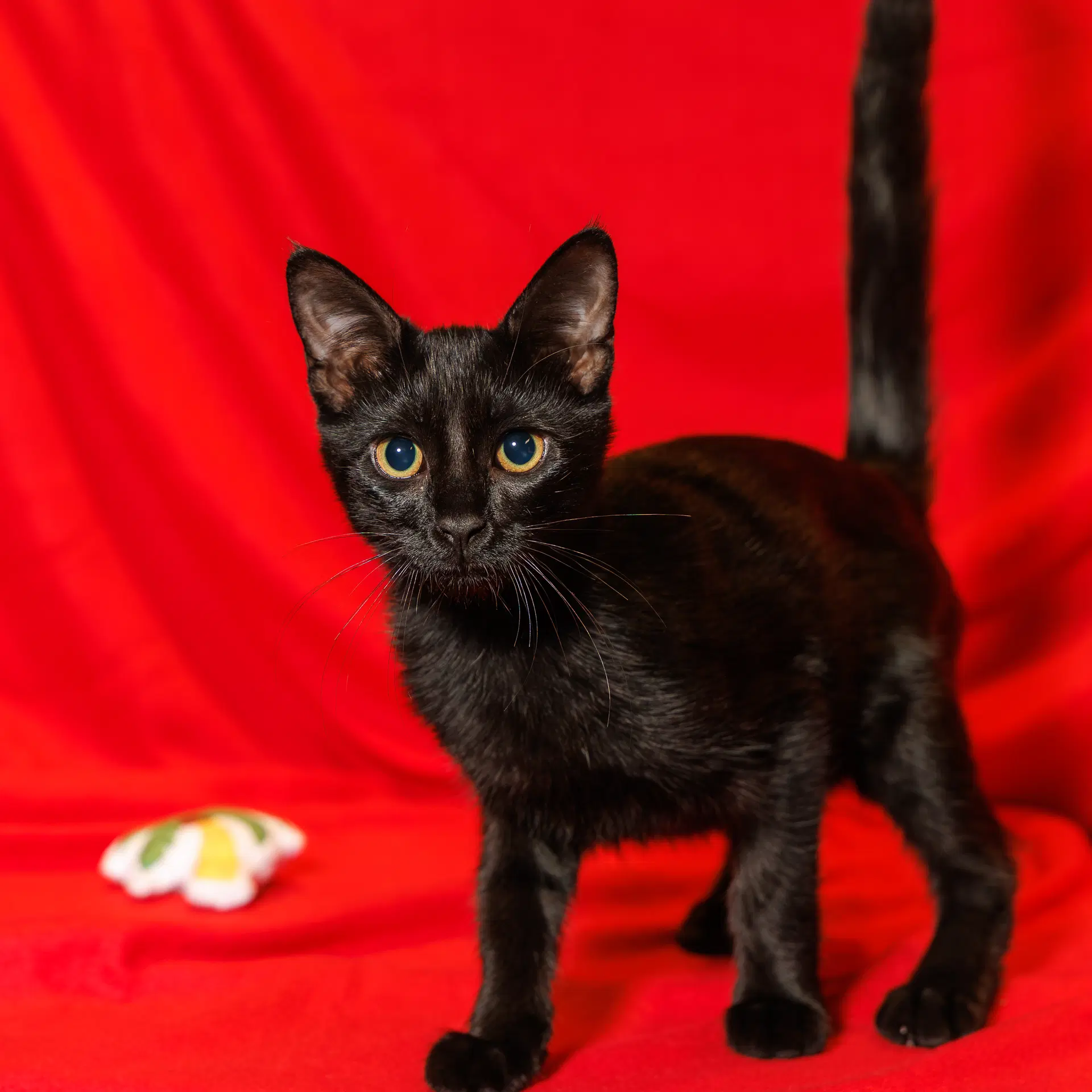Annie - Domestic Medium Hair