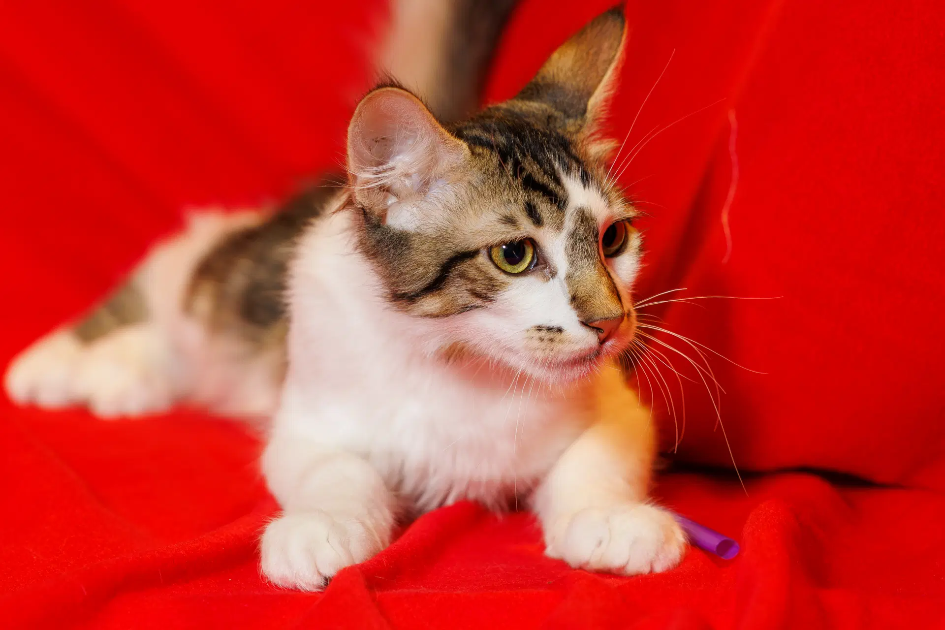 Dobby - Domestic Short Hair