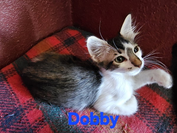 Dobby
