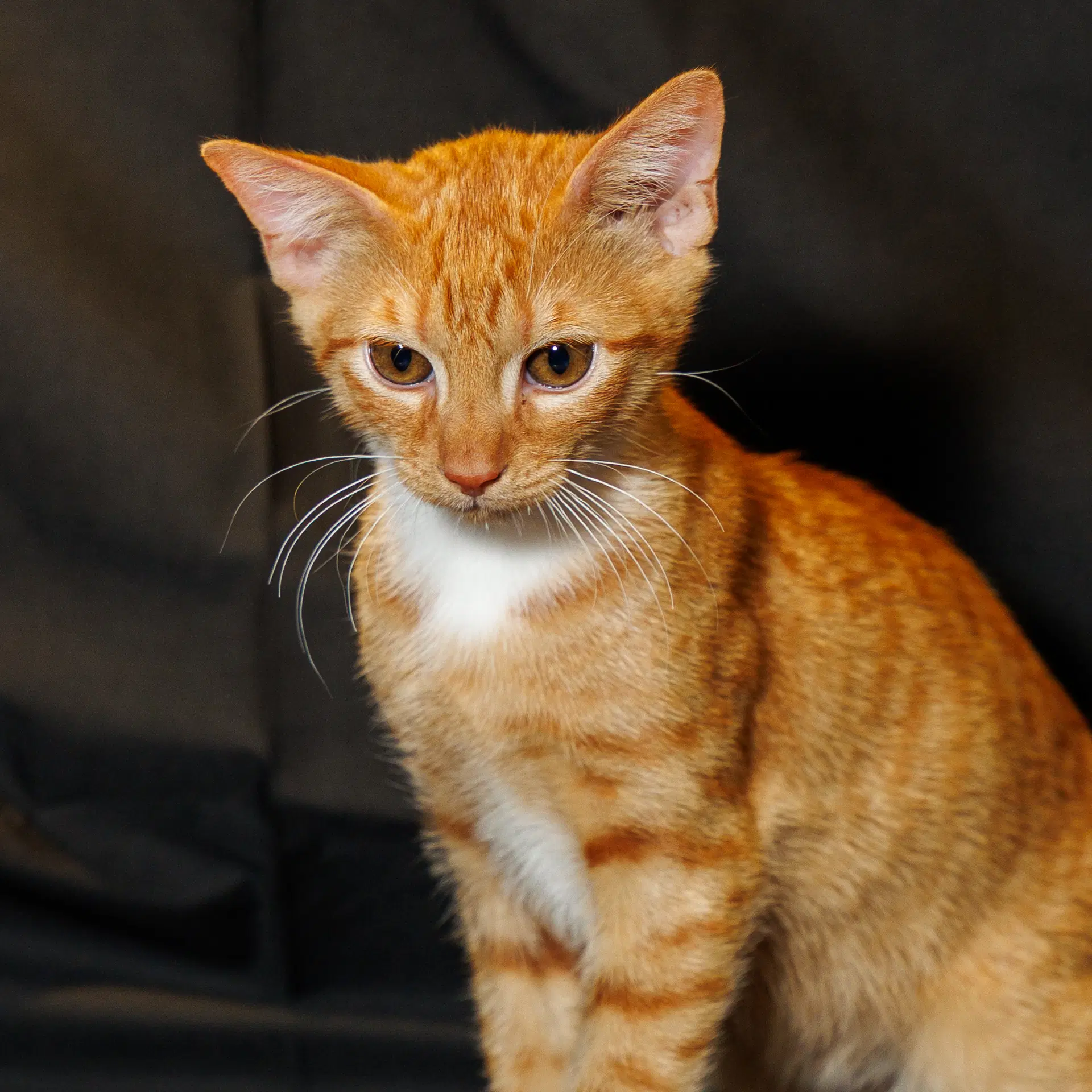 Tangerine - Domestic Medium Hair