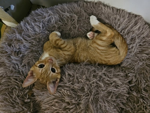 Photo 2 of Tangerine
