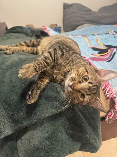 Teddy Bear - Domestic Short Hair