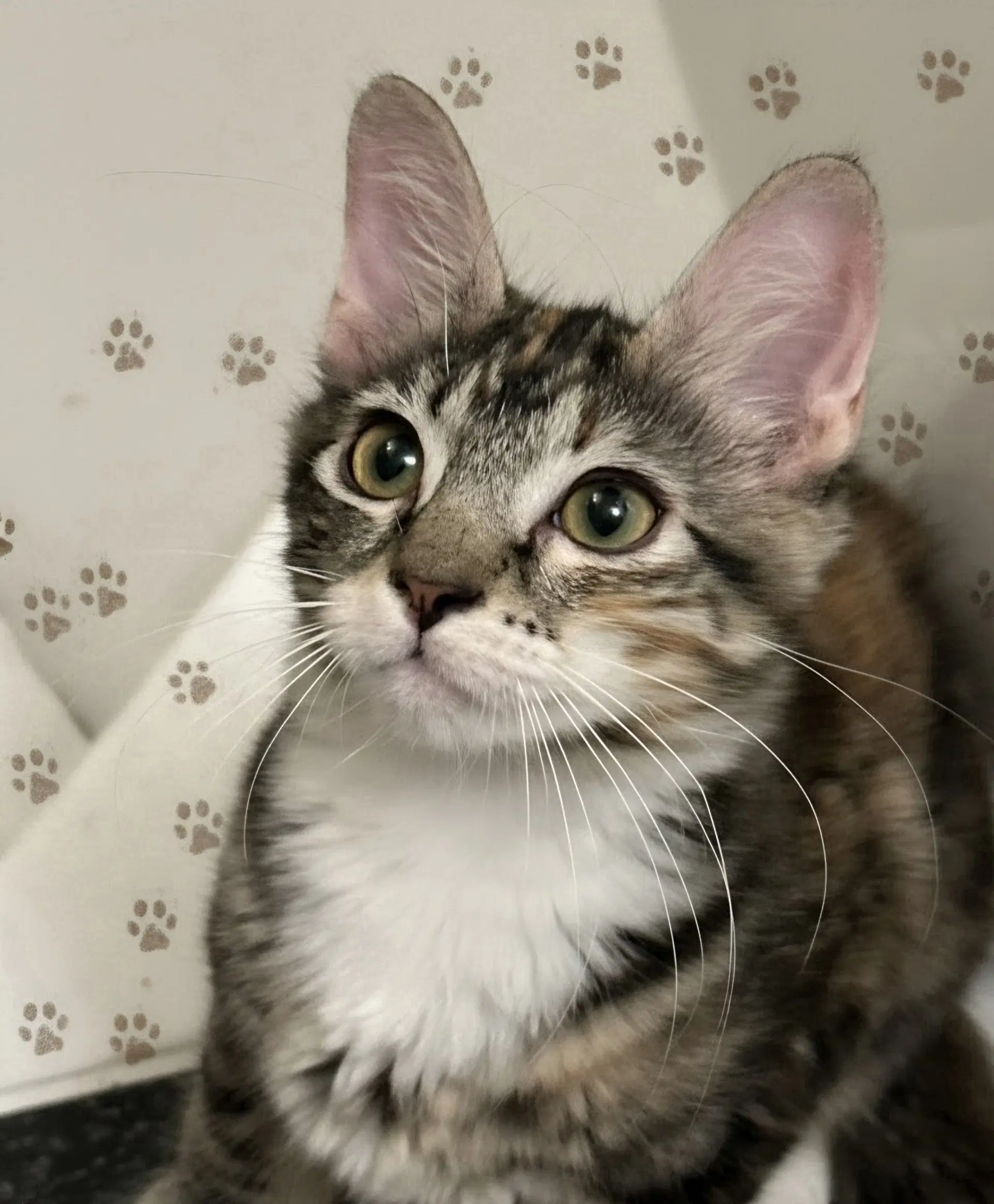 Luna - Domestic Short Hair