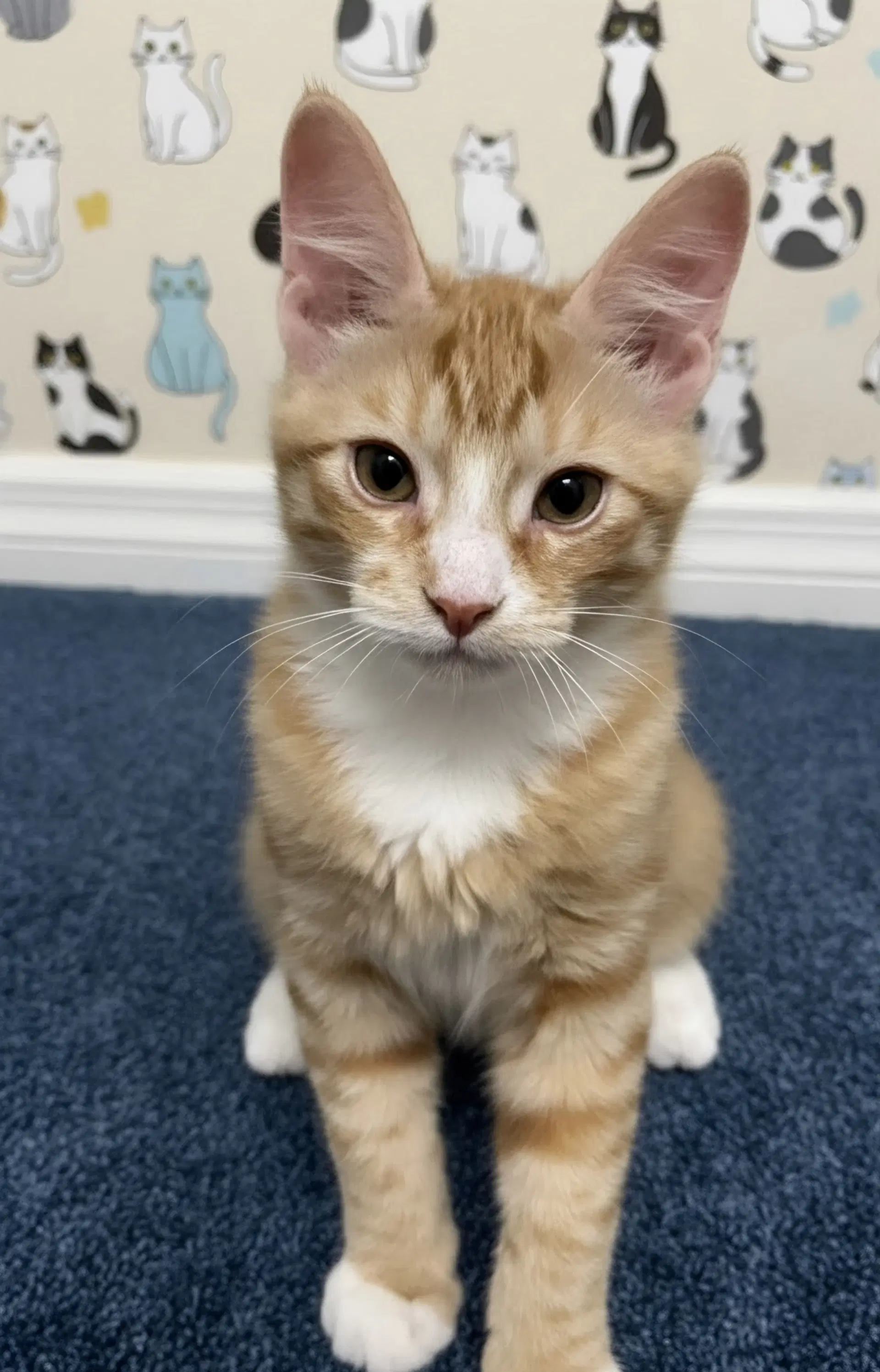 Georgie - Tabby