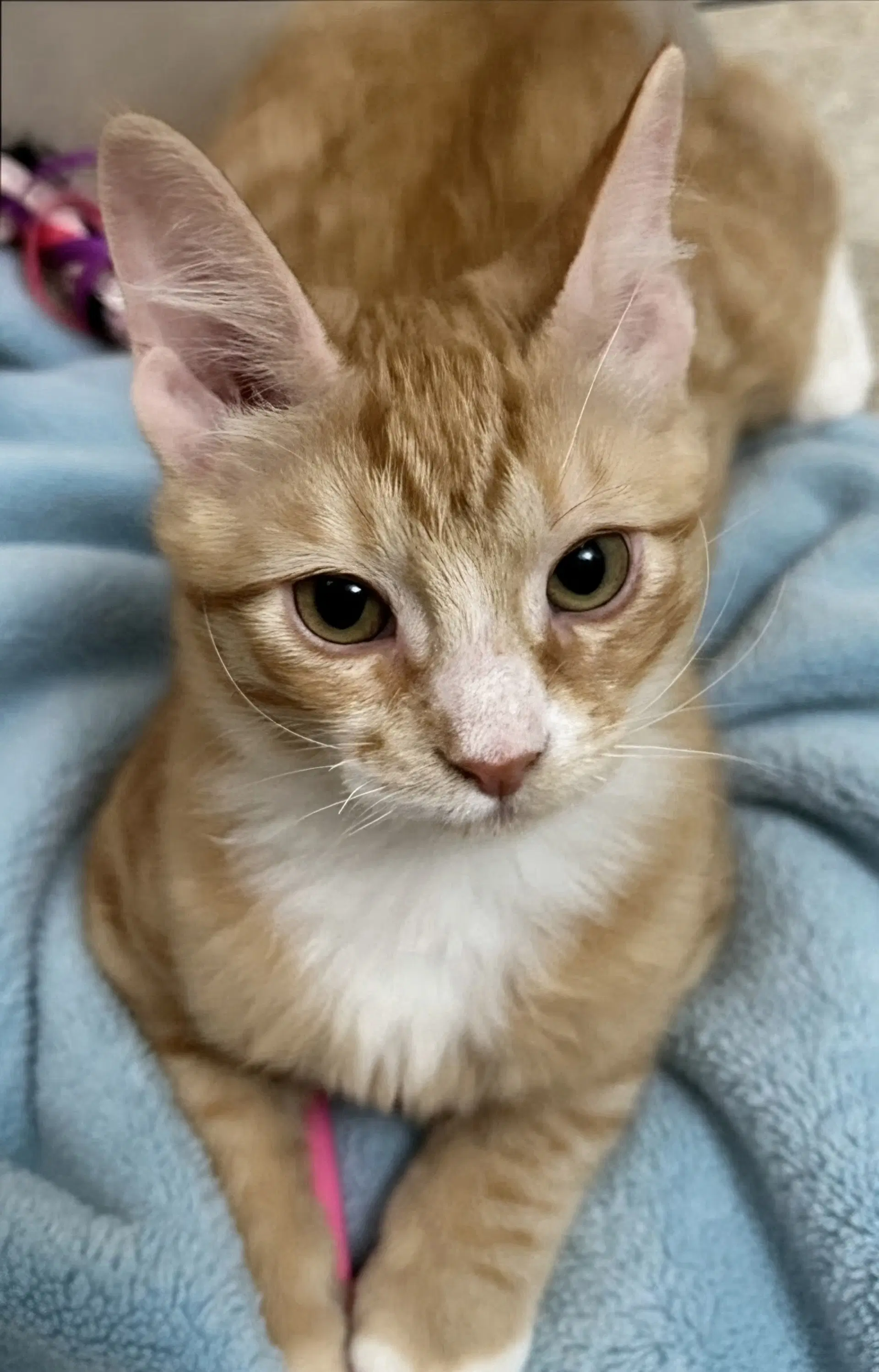 Georgie image 2