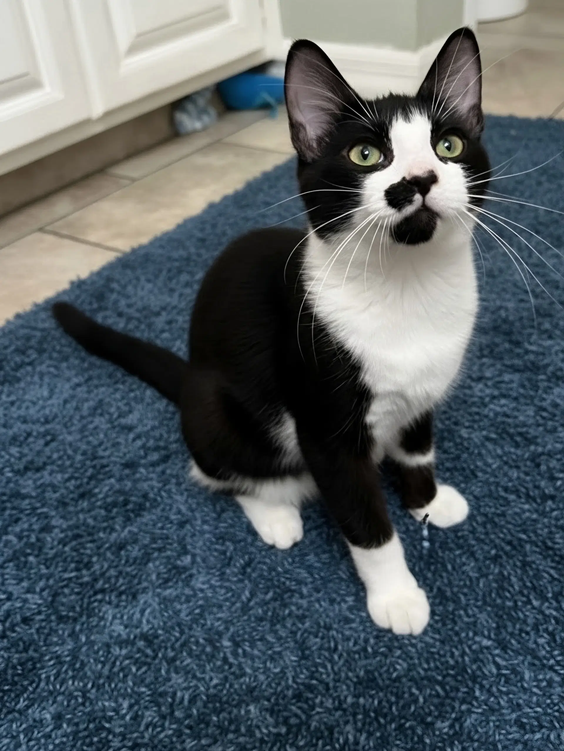 Knight - Domestic Short Hair