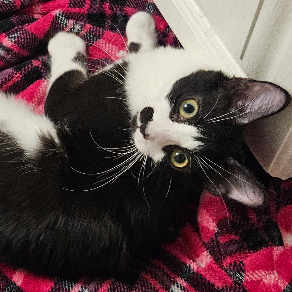 Knight, Domestic Short Hair