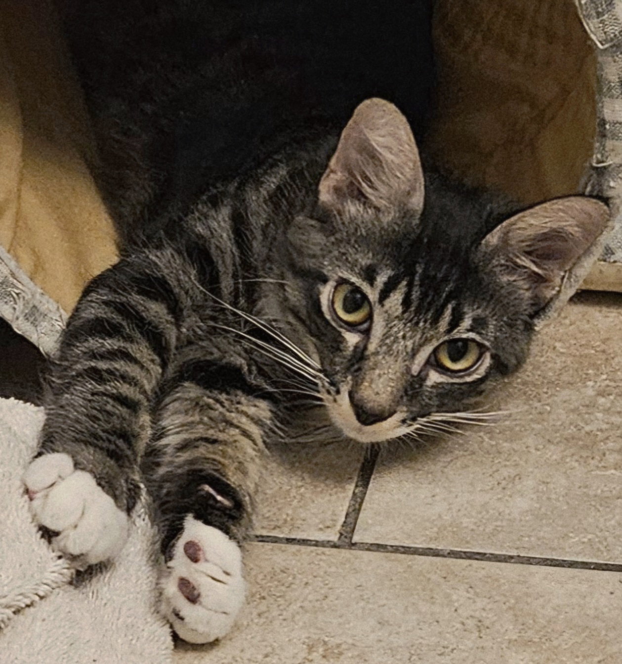 Sirius, Domestic Medium Hair