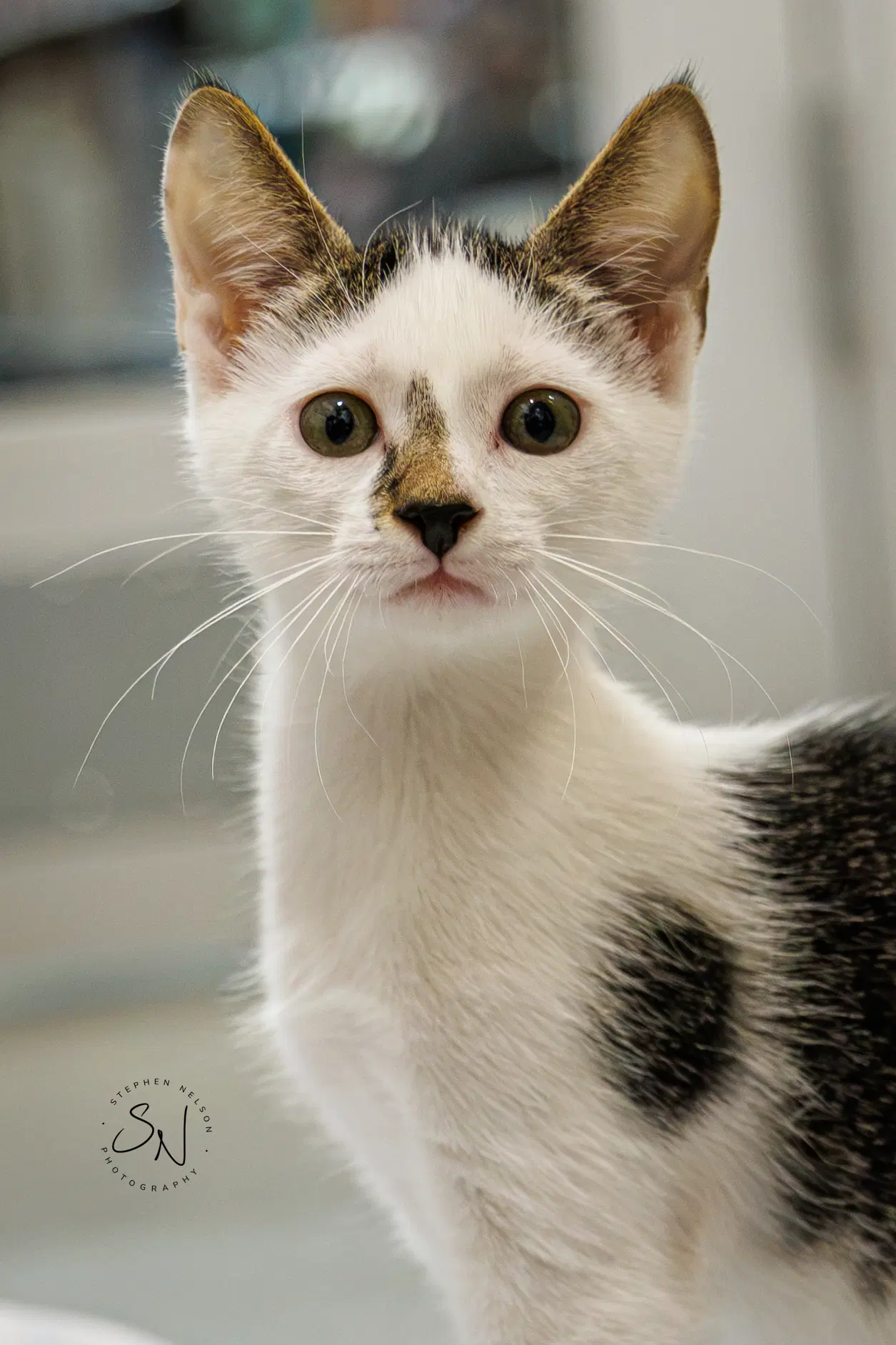 Jazzie - Domestic Short Hair