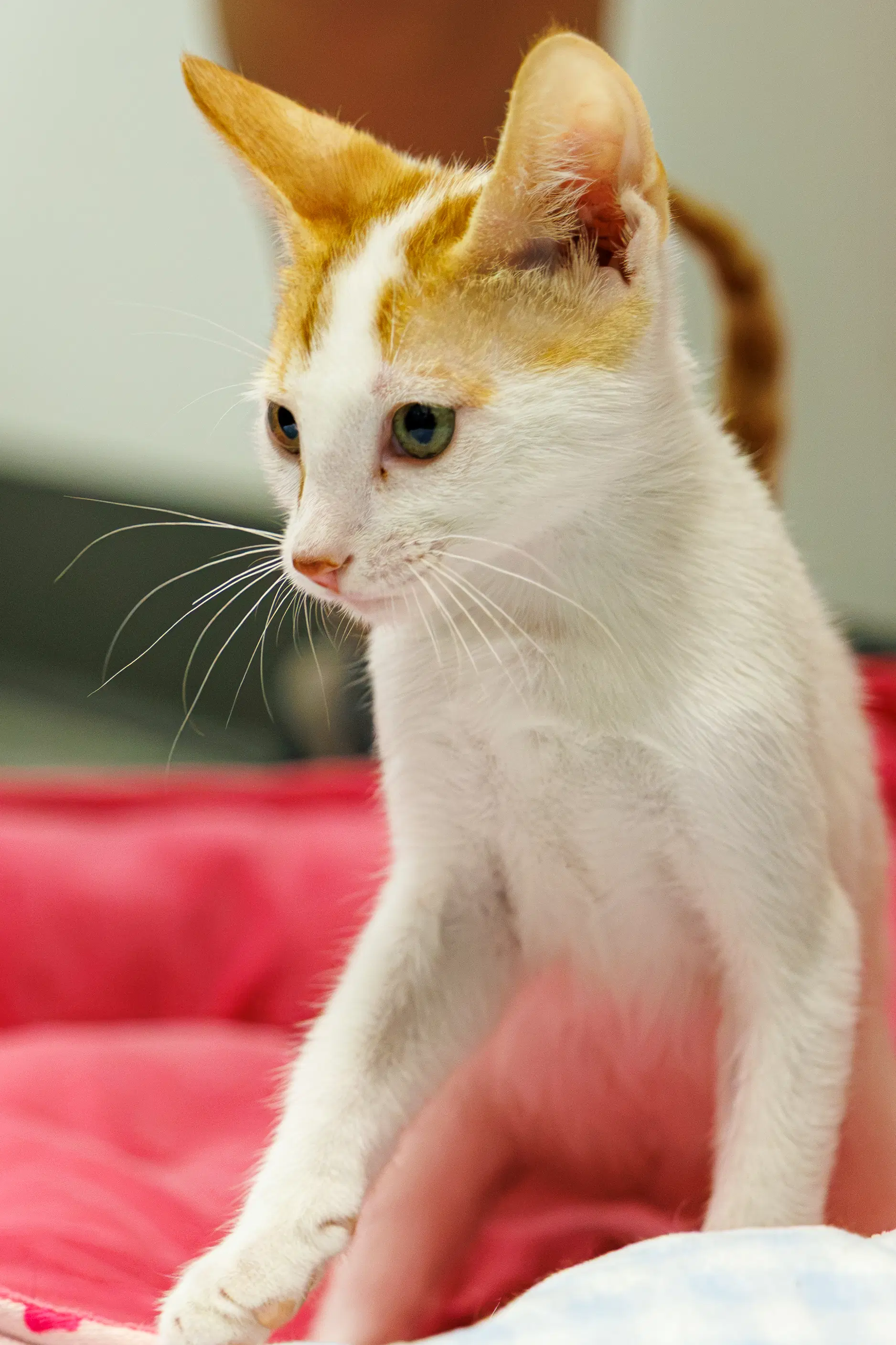 Jax - Domestic Short Hair