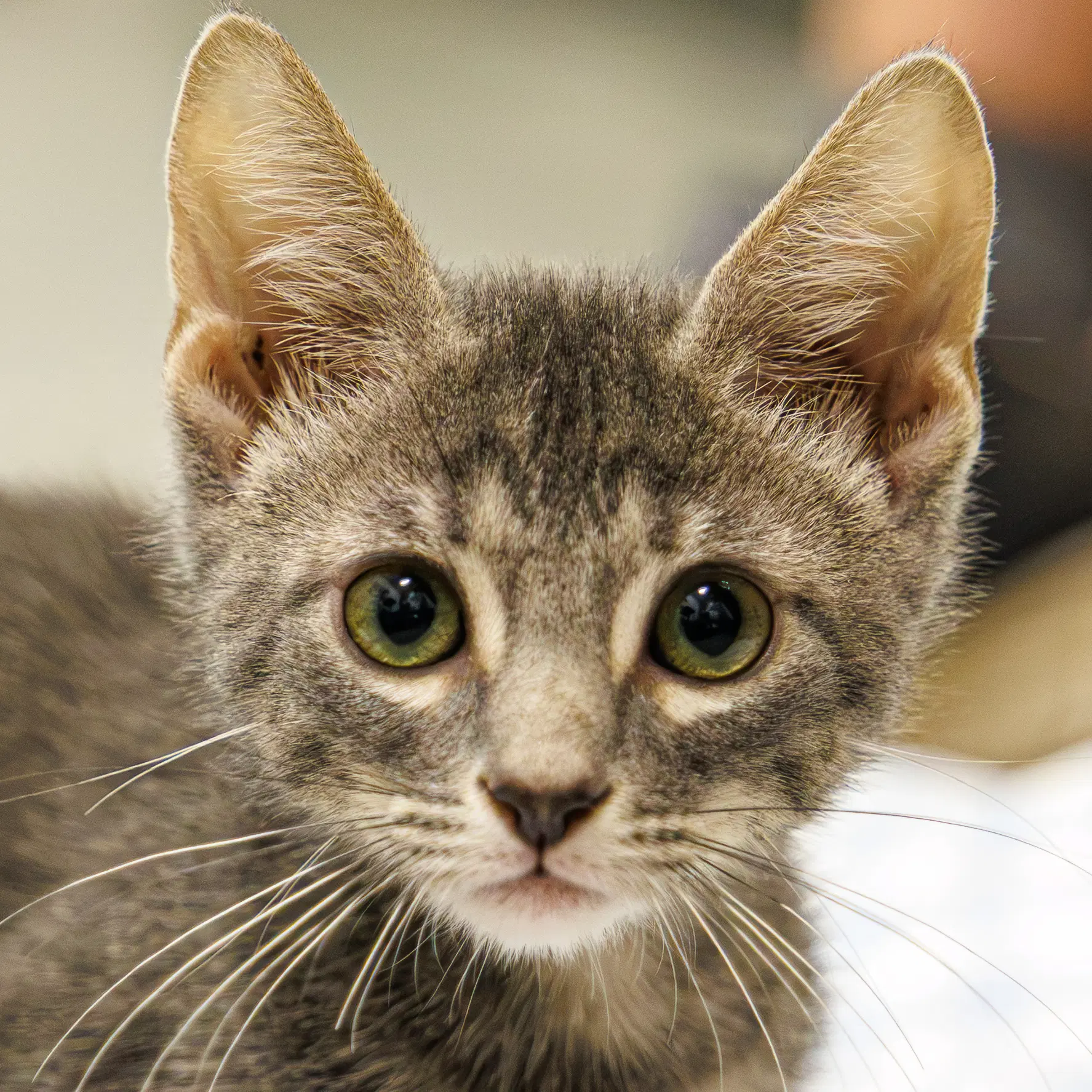 Justice - Domestic Short Hair