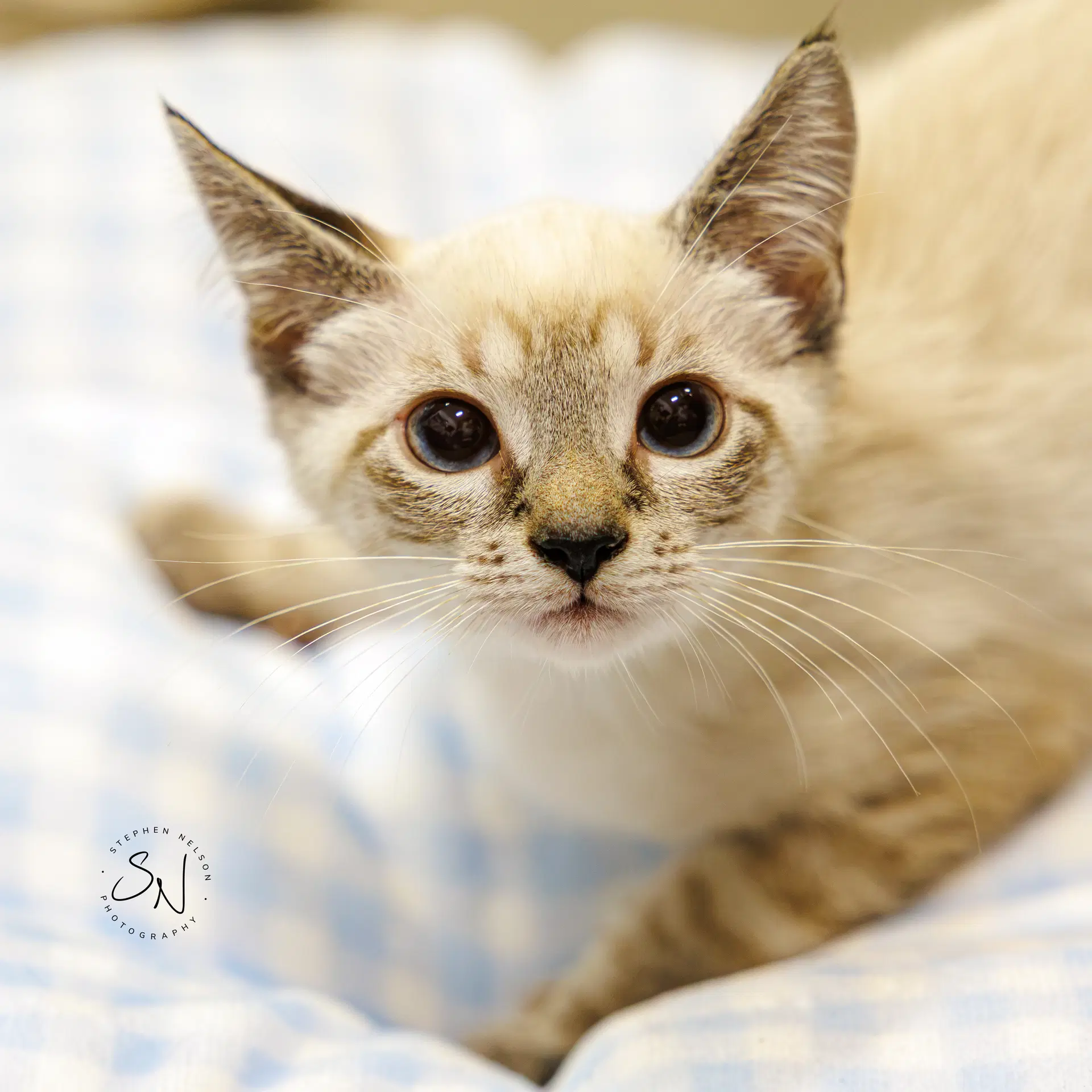 Jojo - Siamese