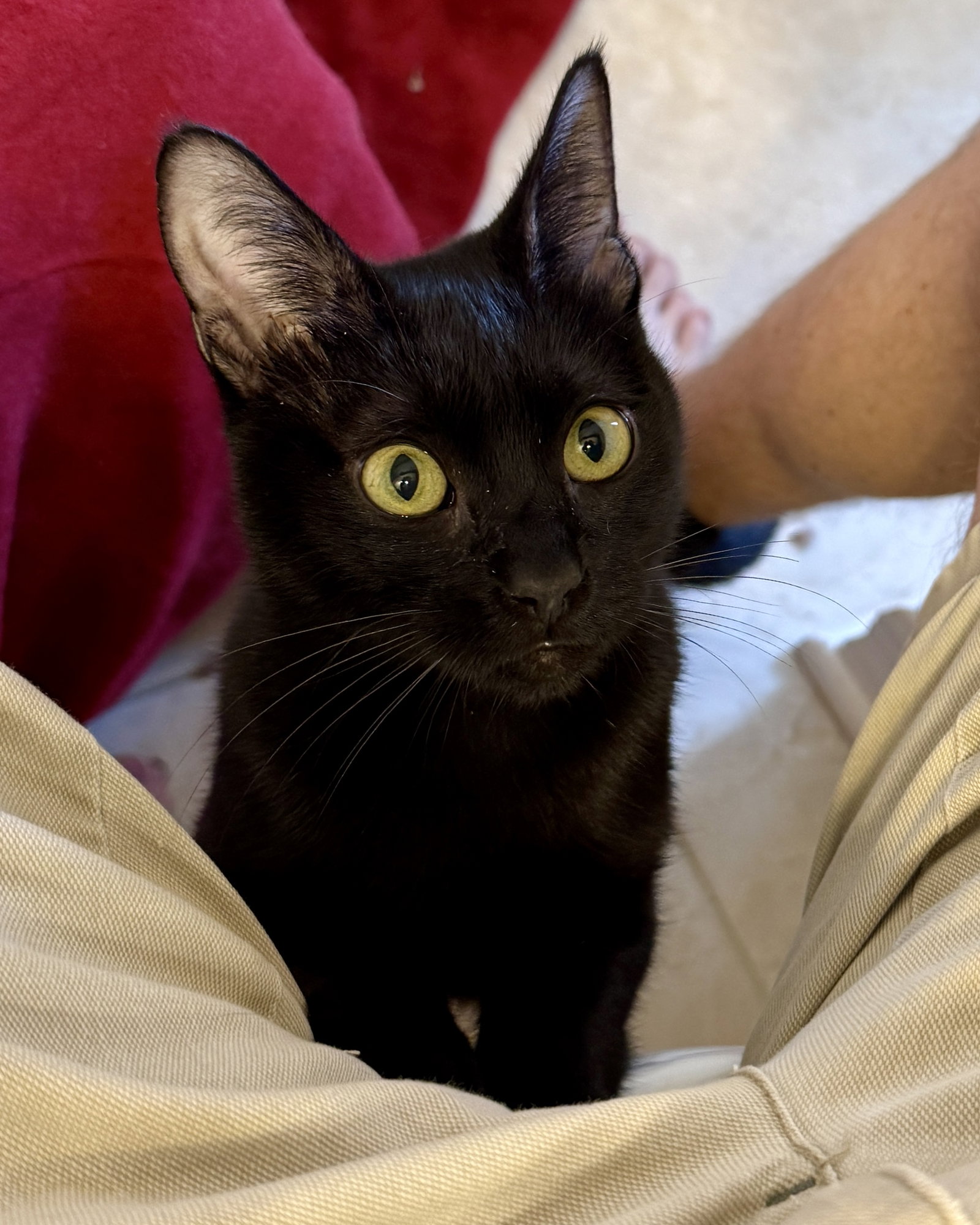 Pancake, Domestic Short Hair