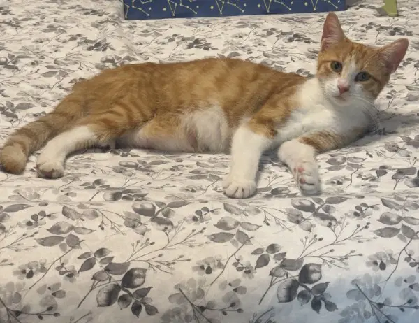 Sookie - American Shorthair