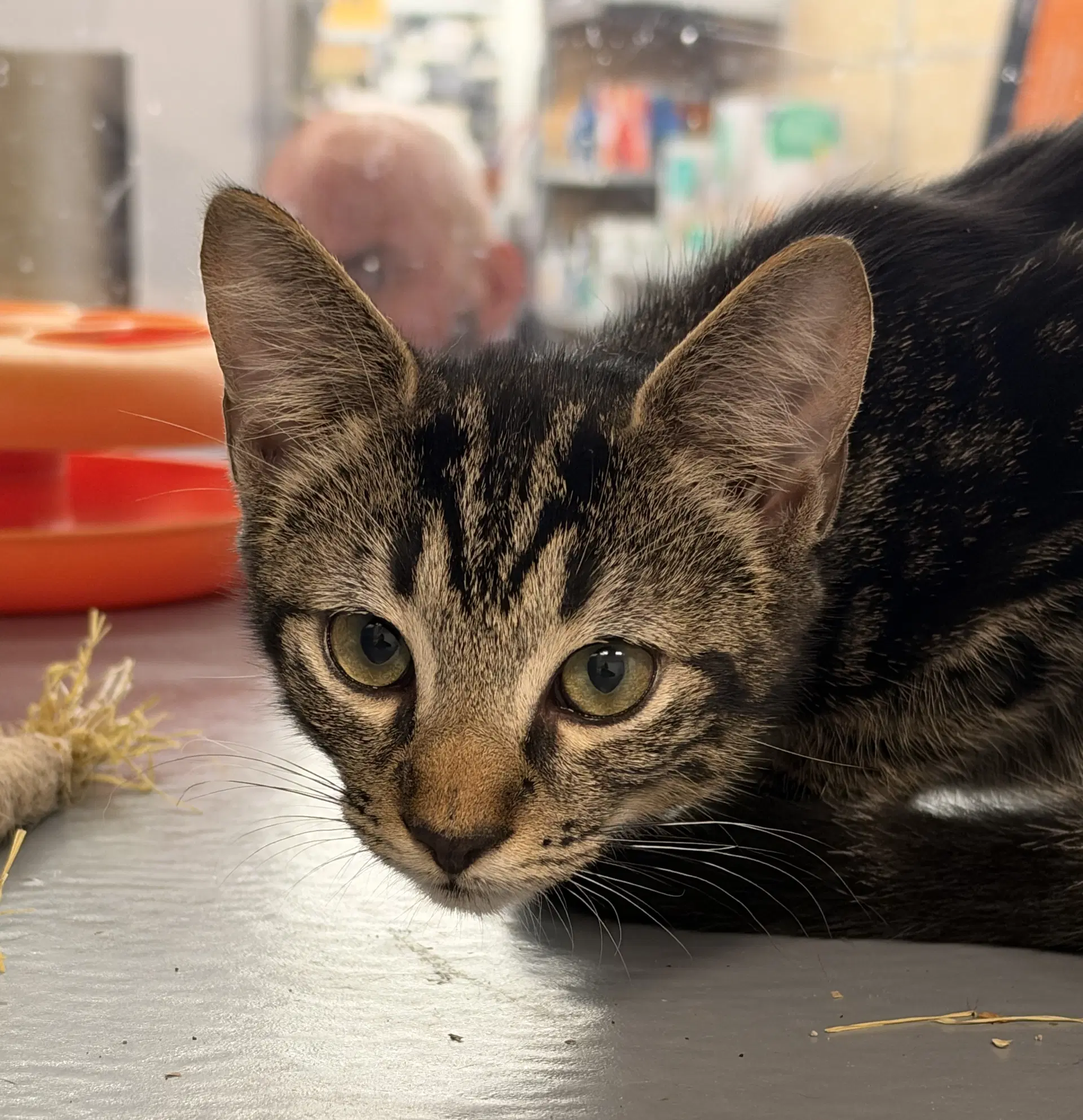 Reef - Domestic Short Hair
