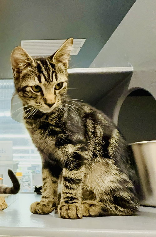 Reef, Domestic Short Hair