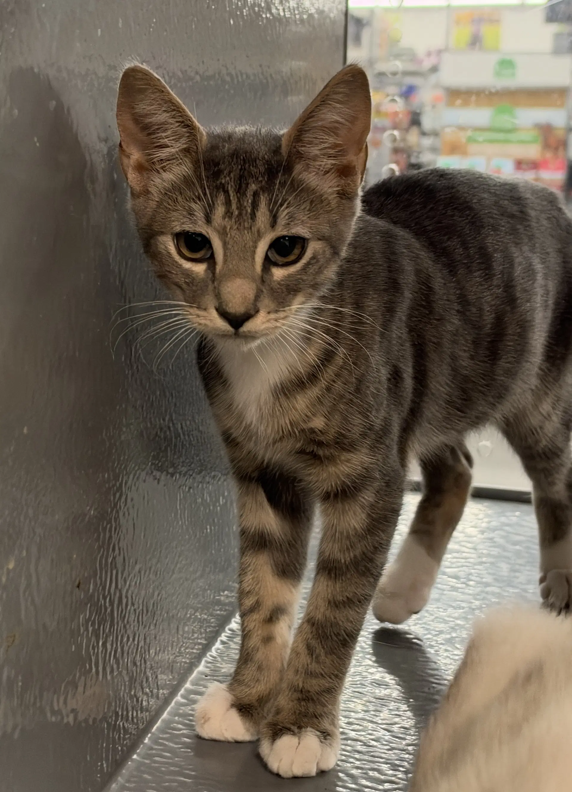 Seaweed - Domestic Short Hair