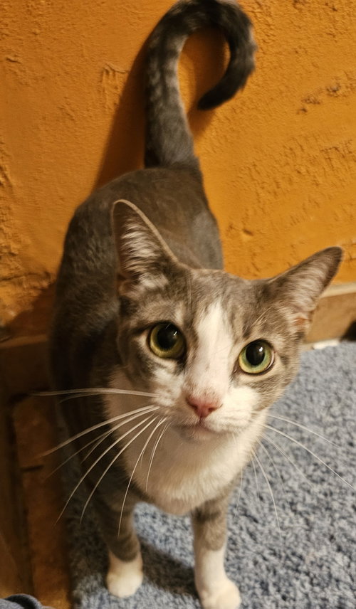 Rose Coe, a cat for adoption from Spay The Strays, Inc.