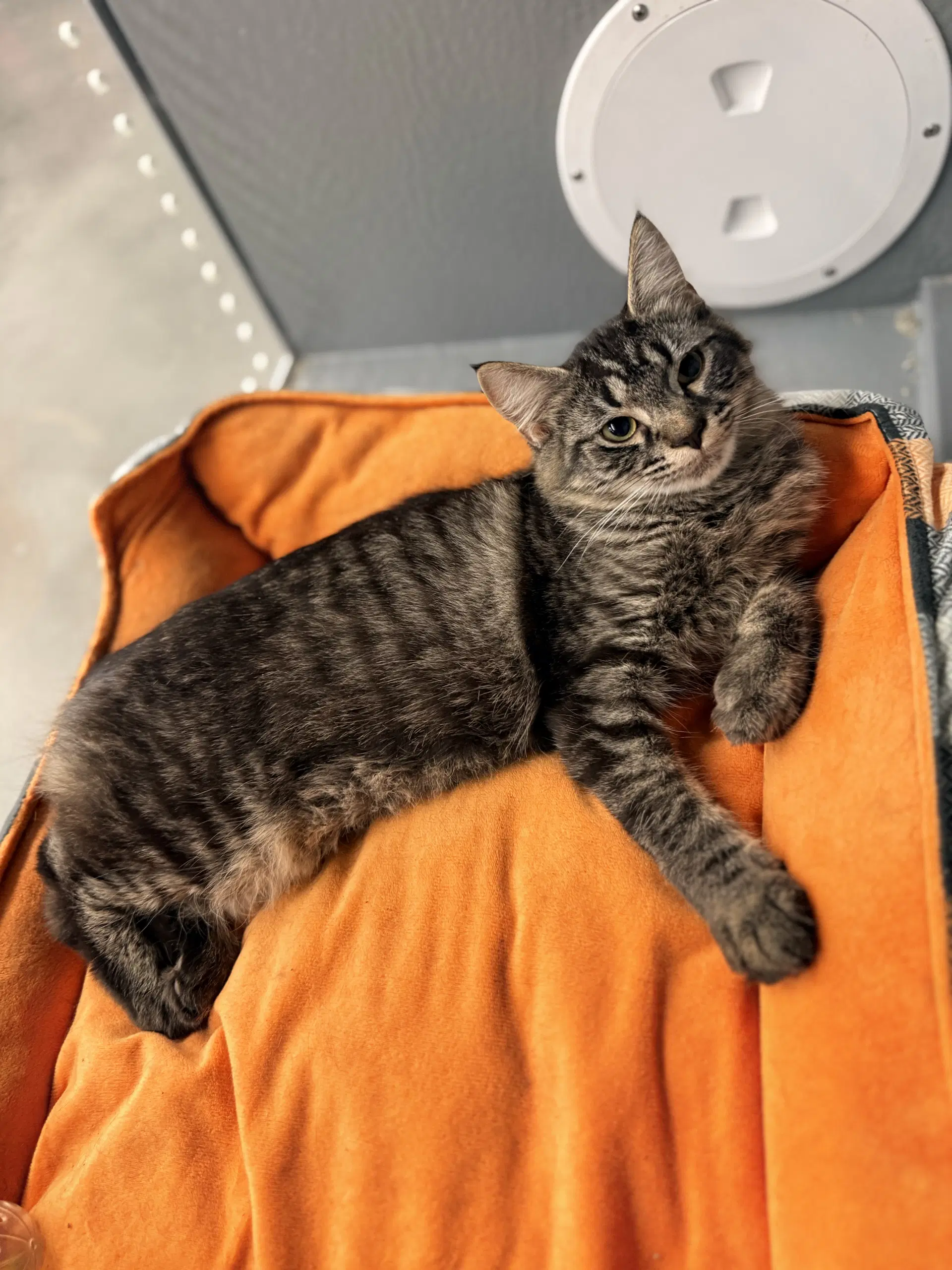 Taffy - Domestic Medium Hair