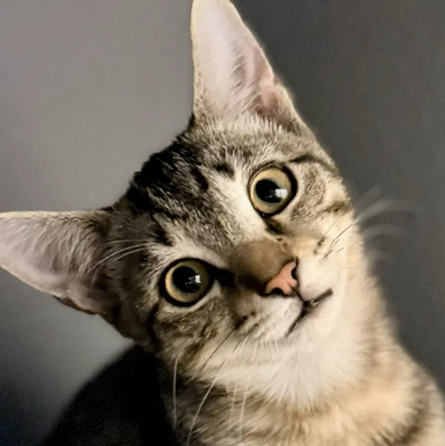 Sha-Nizzle - Domestic Short Hair