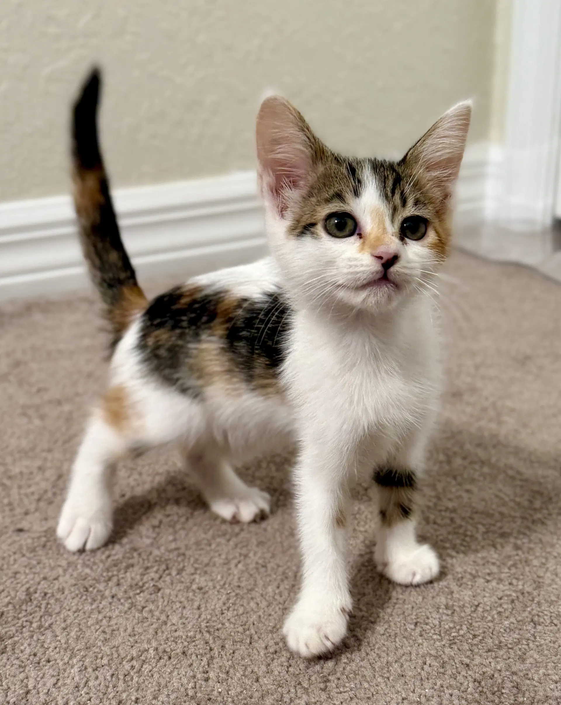 Abby - Domestic Short Hair