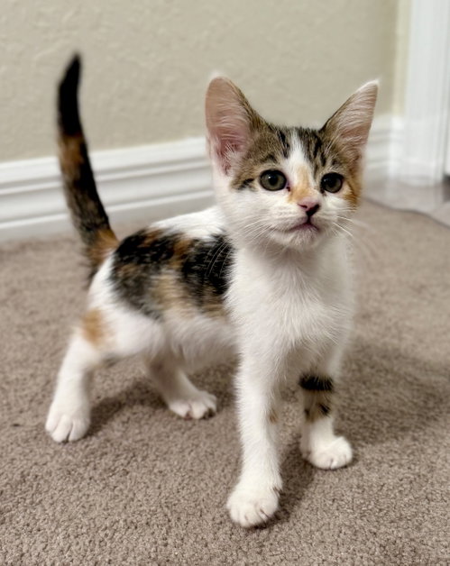 Abby, a cat for adoption from Spay The Strays, Inc.