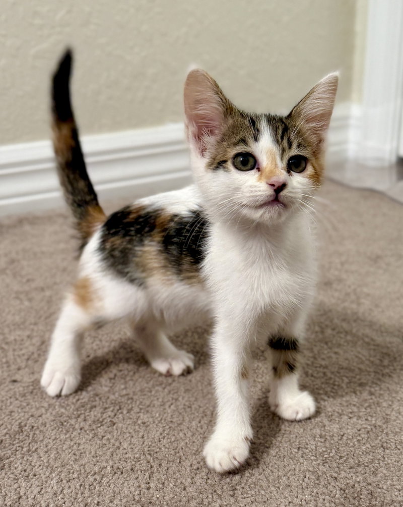 Abby, a female cat up for adoption