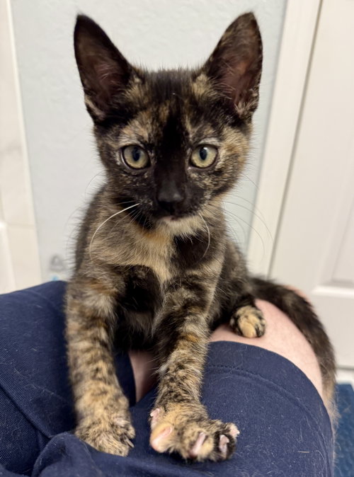 Portia, a cat for adoption from Spay The Strays, Inc.