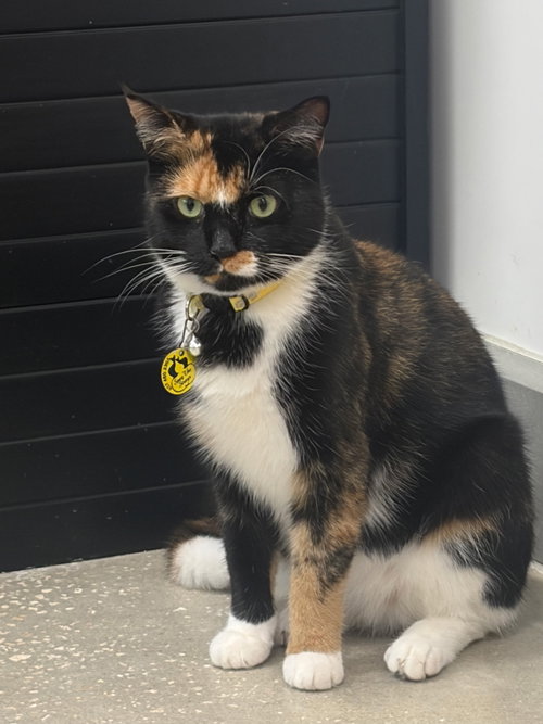 Faith, a cat for adoption from Spay The Strays, Inc.